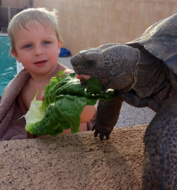 Readers share their desert tortoise photos